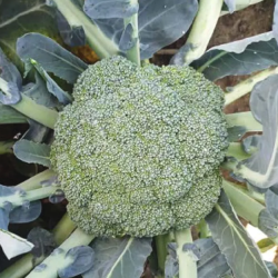 Brokuł Kingy F1 2500 nasion st